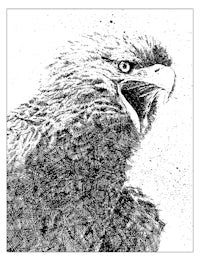a black and white drawing of an eagle