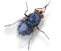 a blue fly with red eyes on a black background